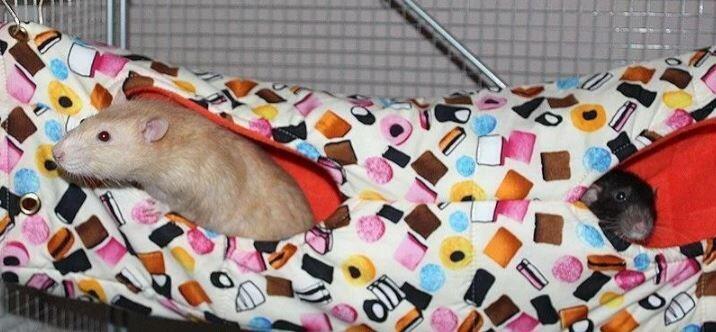 Fuzzbutt XL hanging tube Choob for rats, chinchillas, small furries