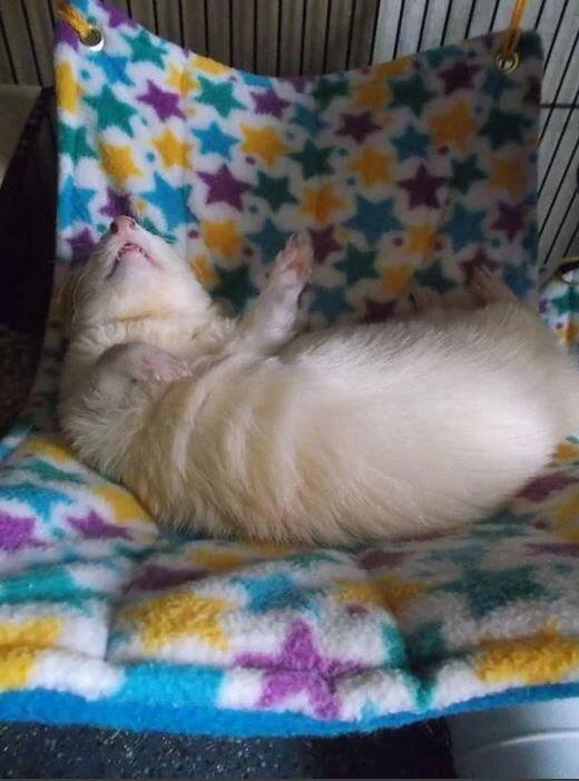 Fuzzbutt 12.5x17" hammock for rats, chinchillas, small furries, rat hammock, chinchilla hammock, uk rat hammock