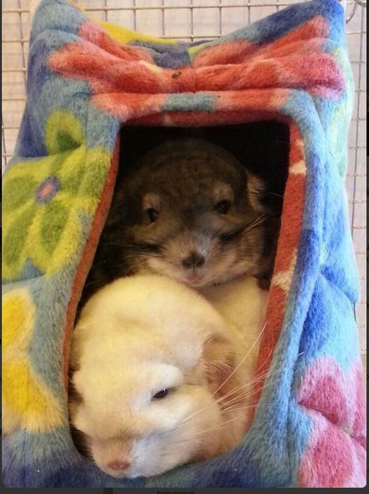 Fuzzbutt Cheezwedge floor-standing or hanging corner house for your rat, chinchilla, guinea pig