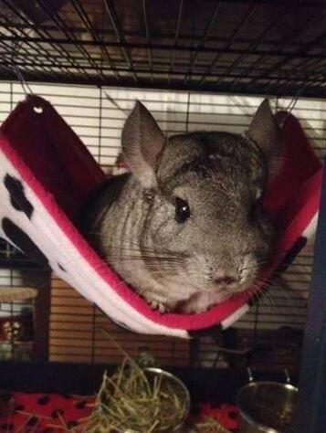 Fuzzbutt 12.5x17" hammock for rats, chinchillas, small furries, rat hammock, chinchilla hammock, uk rat hammock
