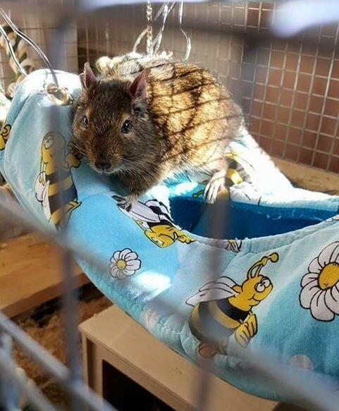 Large fleece hanging tube for rats, chinchillas, degu, small furries, Fuzzbutt XL Choob handmade in the UK