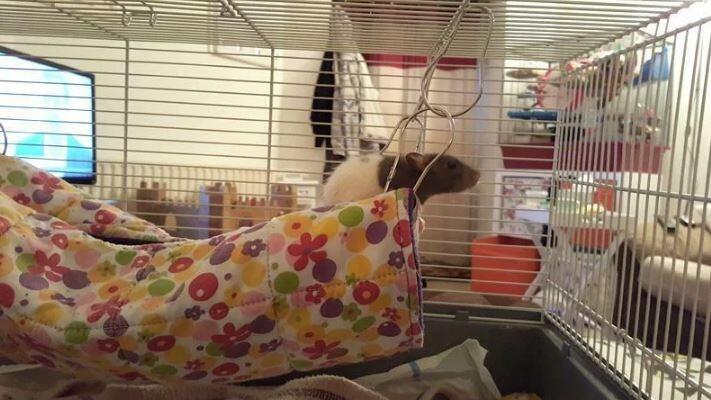 Fuzzbutt XL hanging tube Choob for rats, chinchillas, small furries