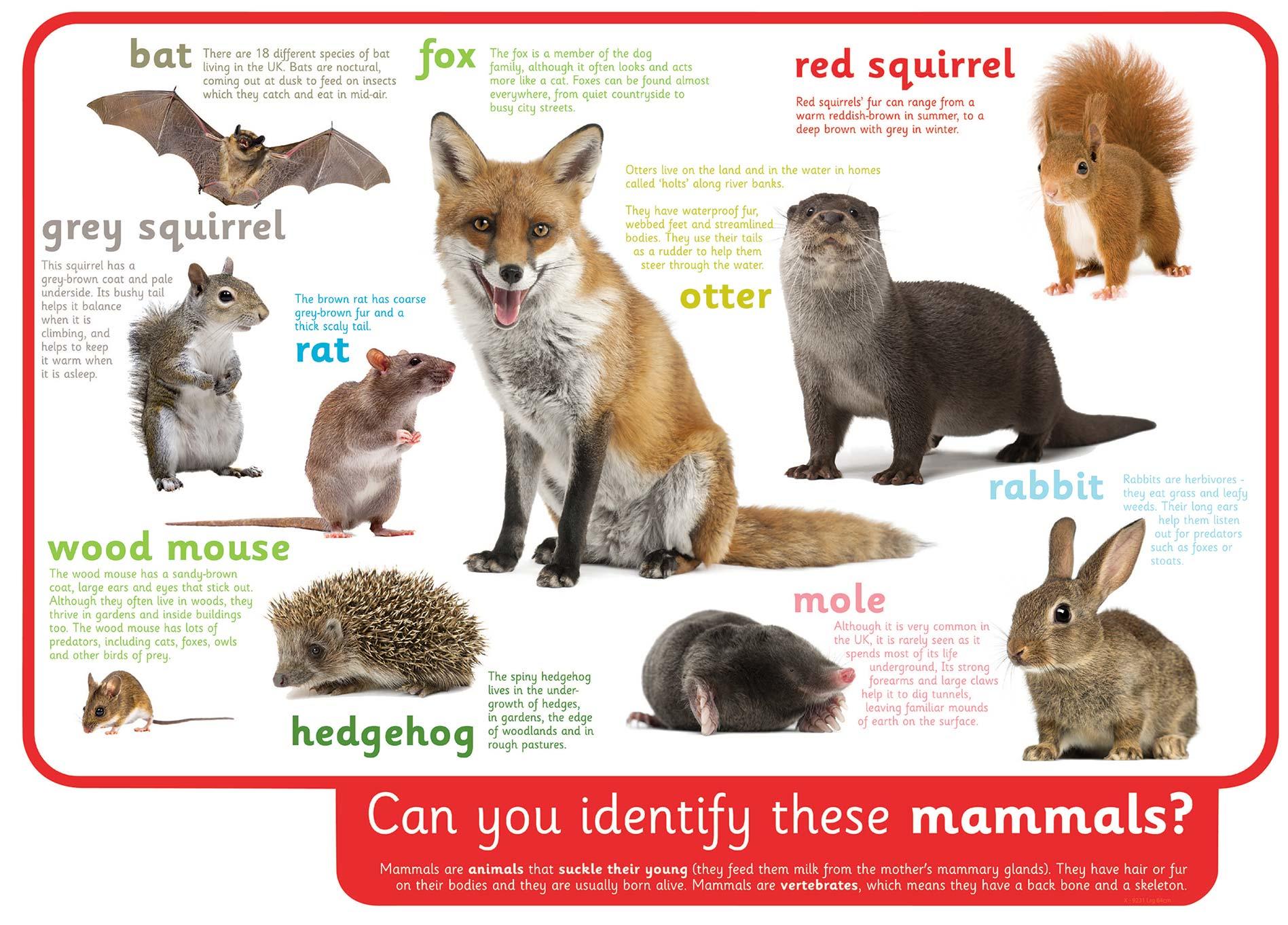 Can you identify these mammals?