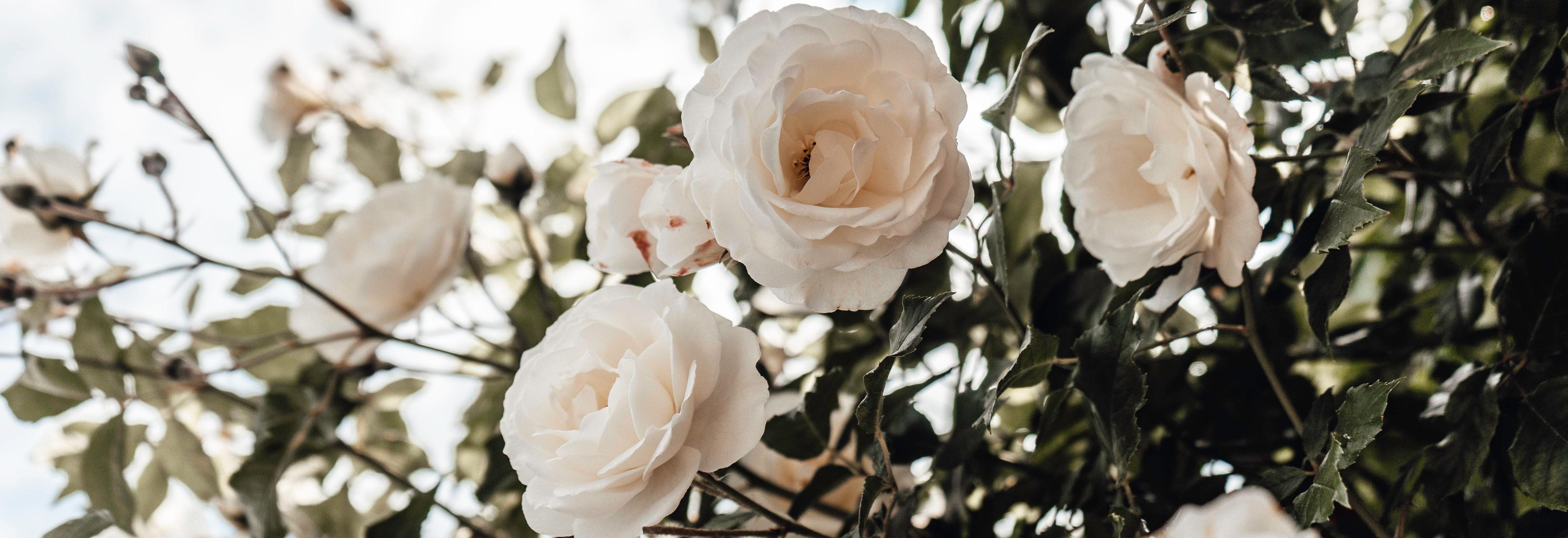 Harkness Rose Masterpiece Collection | A harmonious blend of modern and traditional roses that showcases the very best of British rose breeding.