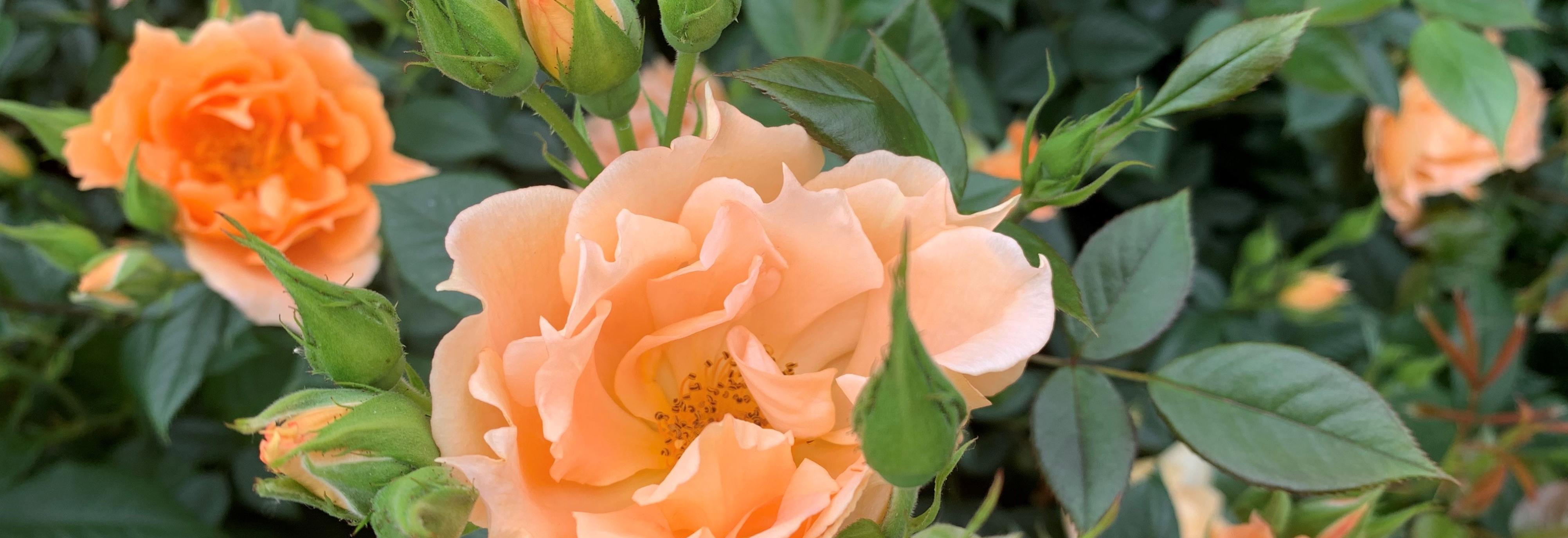 All Roses Now On Pre-Order For January 2022 | Roses will be dispatched from January 2022 onwards.