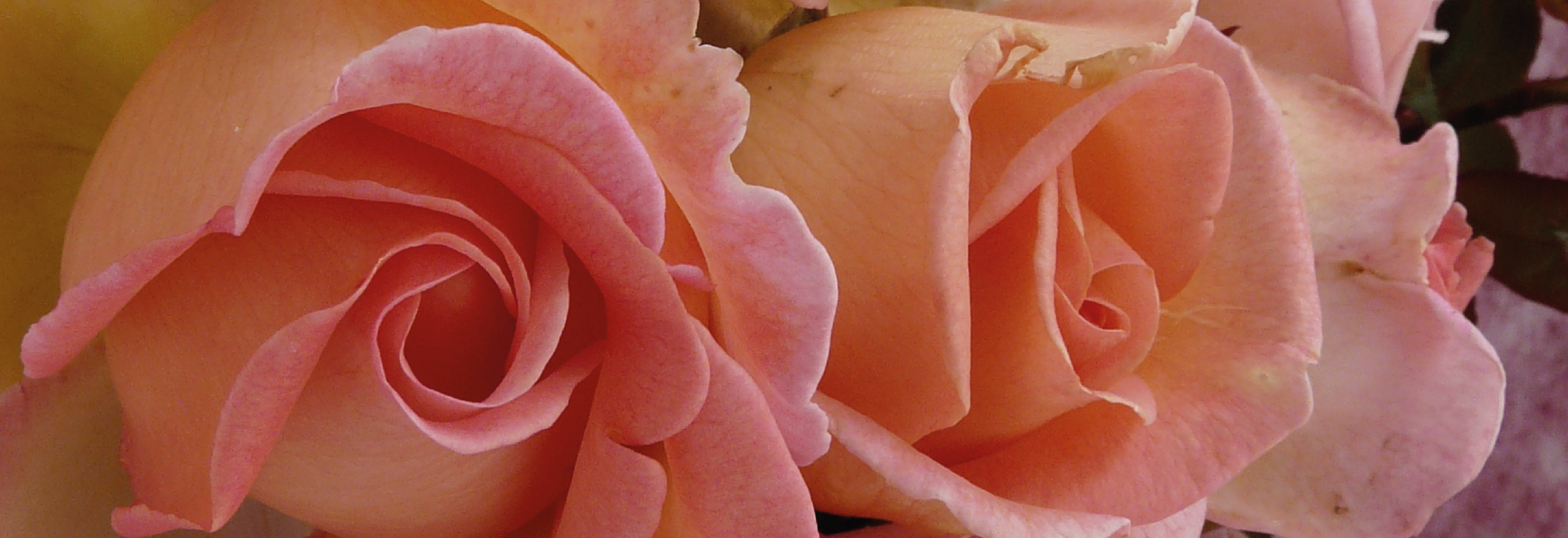 Sweet Syrie Wins Gold | Sweet Syrie has won the Golden Prize of the City of Glasgow “The Lord Provost’s Cup” after scoring the highest points at the international rose trials in 2020
