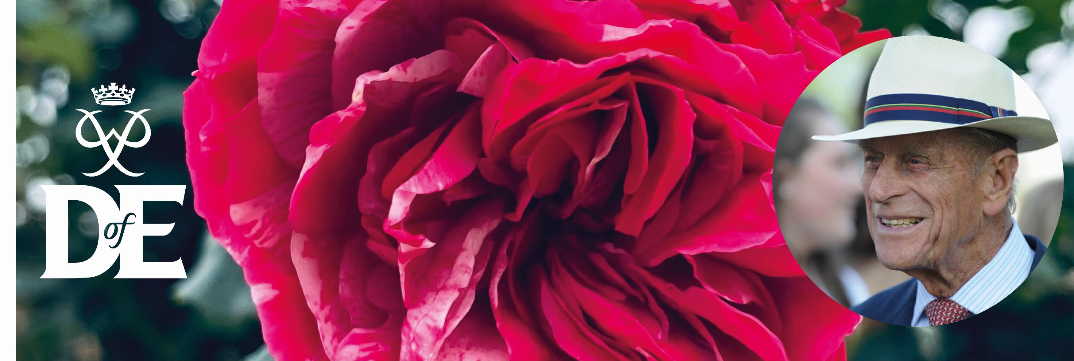 Pre-Order The Duke of Edinburgh Rose For Autumn 2022 | £2.50 from every sale will be donated to the DofE’s Living Legacy Fund.