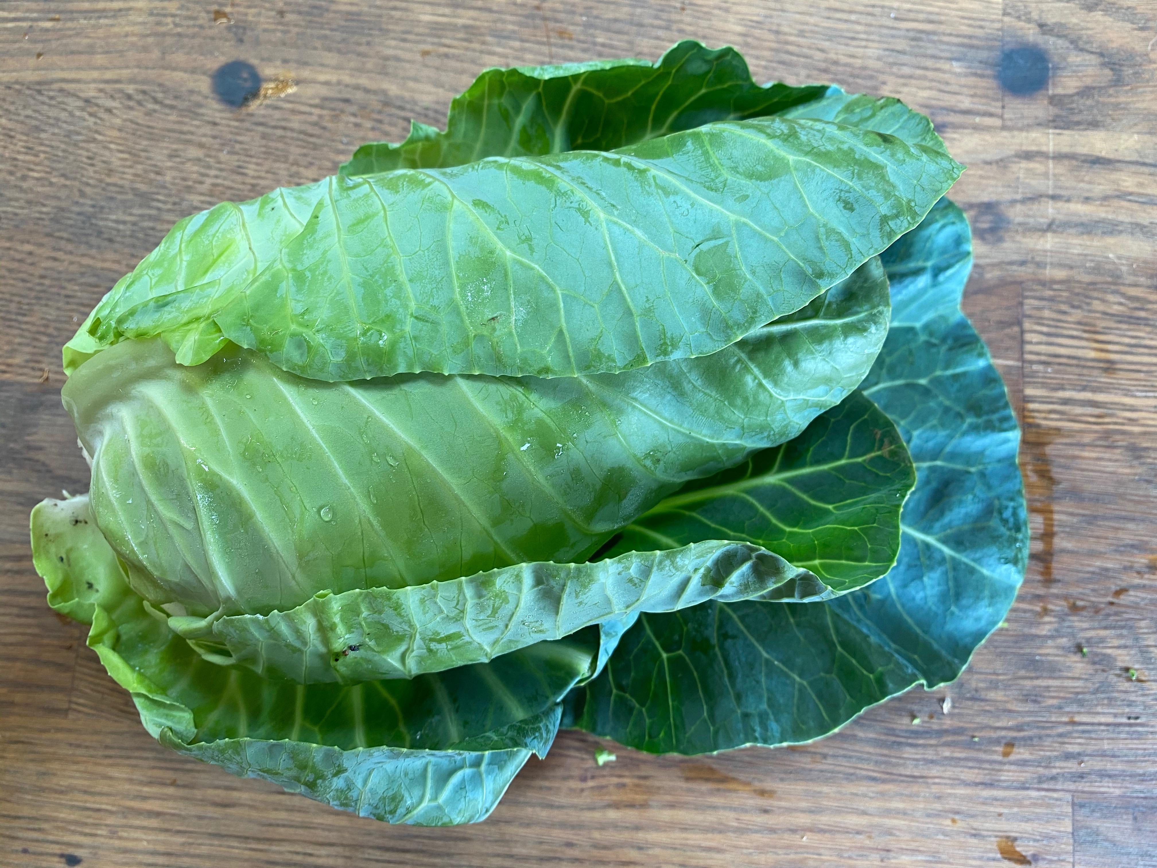 Hispi Cabbage