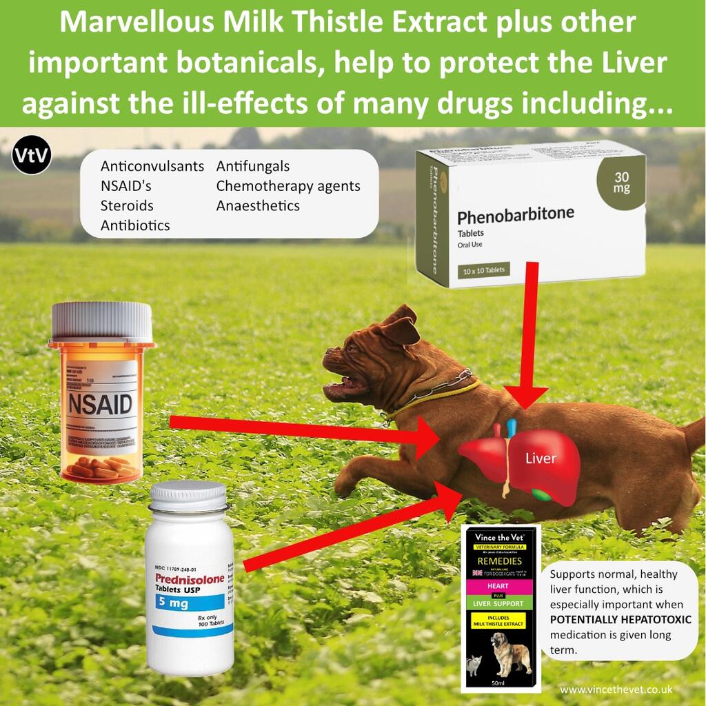 MILK THISTLE EXTRACT & OTHER IMPORTANT BOTANICALS HELP TO PROTECT THE LIVER AGAINST THE ILL-EFFECTS OF MANY DRUGS