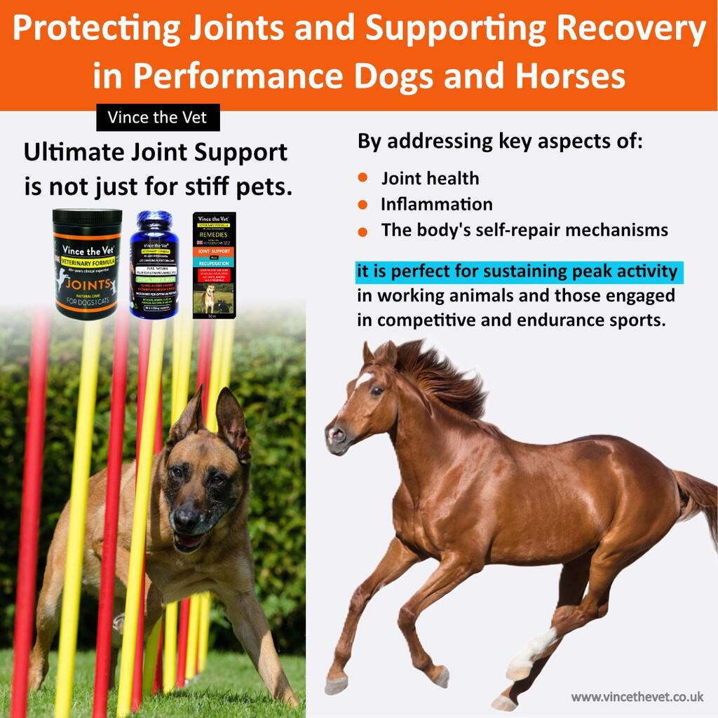 Protecting Joints and Supporting Recovery in Performance Dogs and Horses