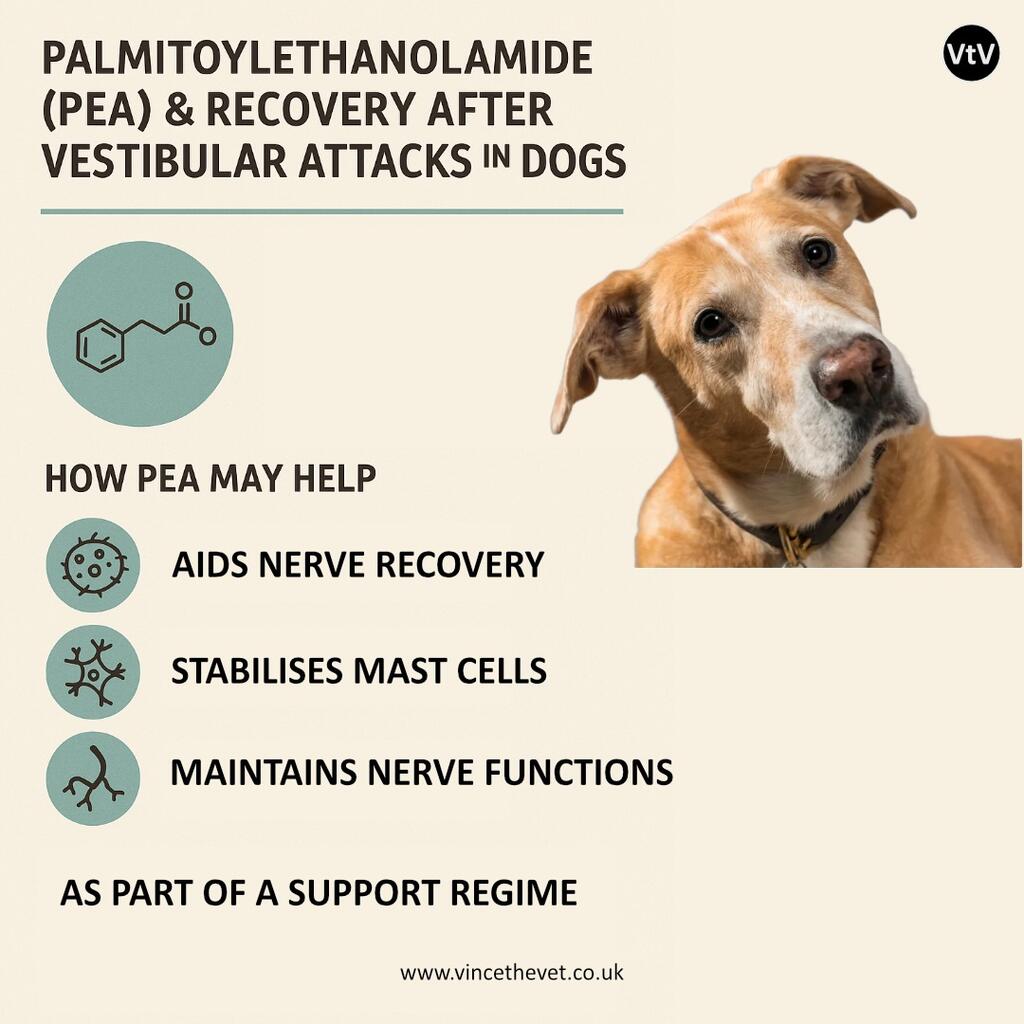 Vestibular attack? Think PEA