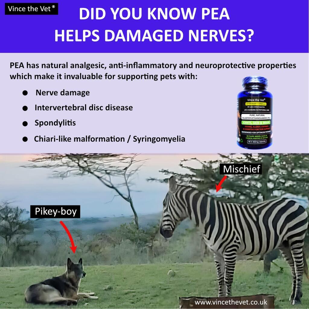 DID YOU KNOW PEA HELPS DAMAGED NERVES?