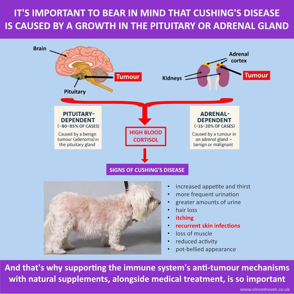 IT'S IMPORTANT TO BEAR IN MIND THAT CUSHING'S DISEASE IS CAUSED BY A TUMOUR IN THE PITUITARY OR ADRENAL GLAND.