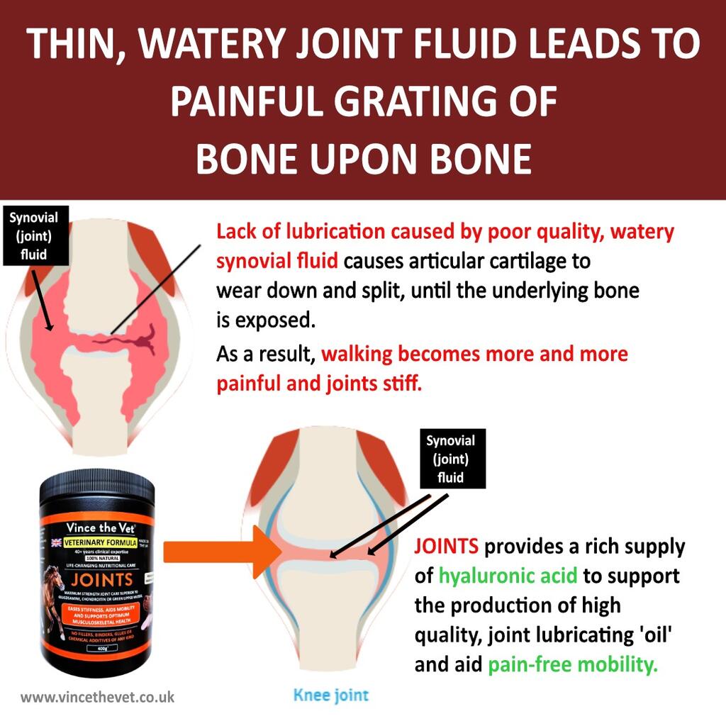 WATERY JOINT FLUID, WHICH OFTEN DEVELOPS AS PETS AGE, LEADS TO PAINFUL GRATING OF BONE UPON BONE.