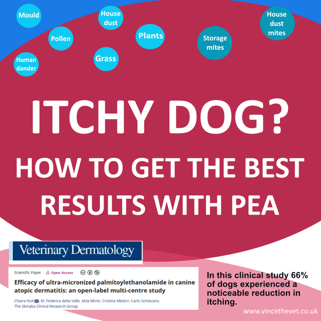 ITCHY DOG? HOW TO GET THE BEST RESULTS