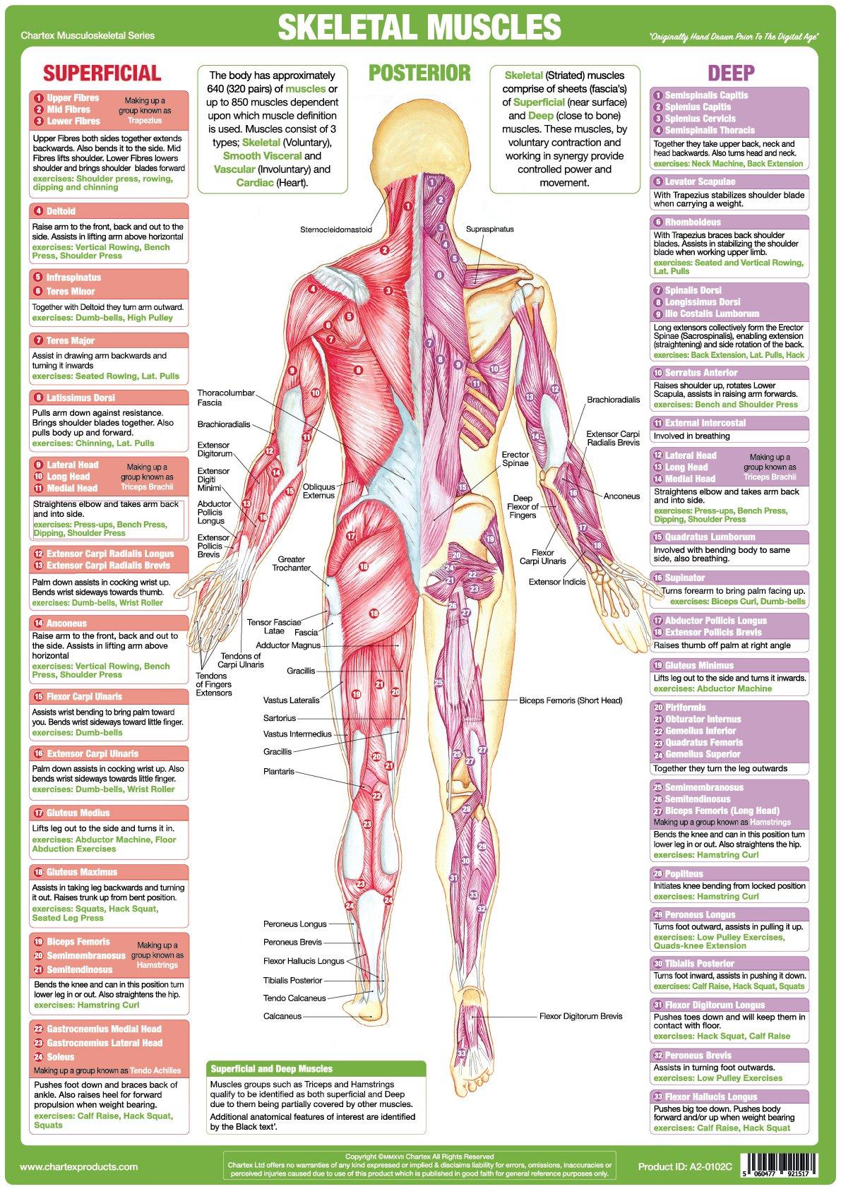 Muscle Anatomy Poster Posterior