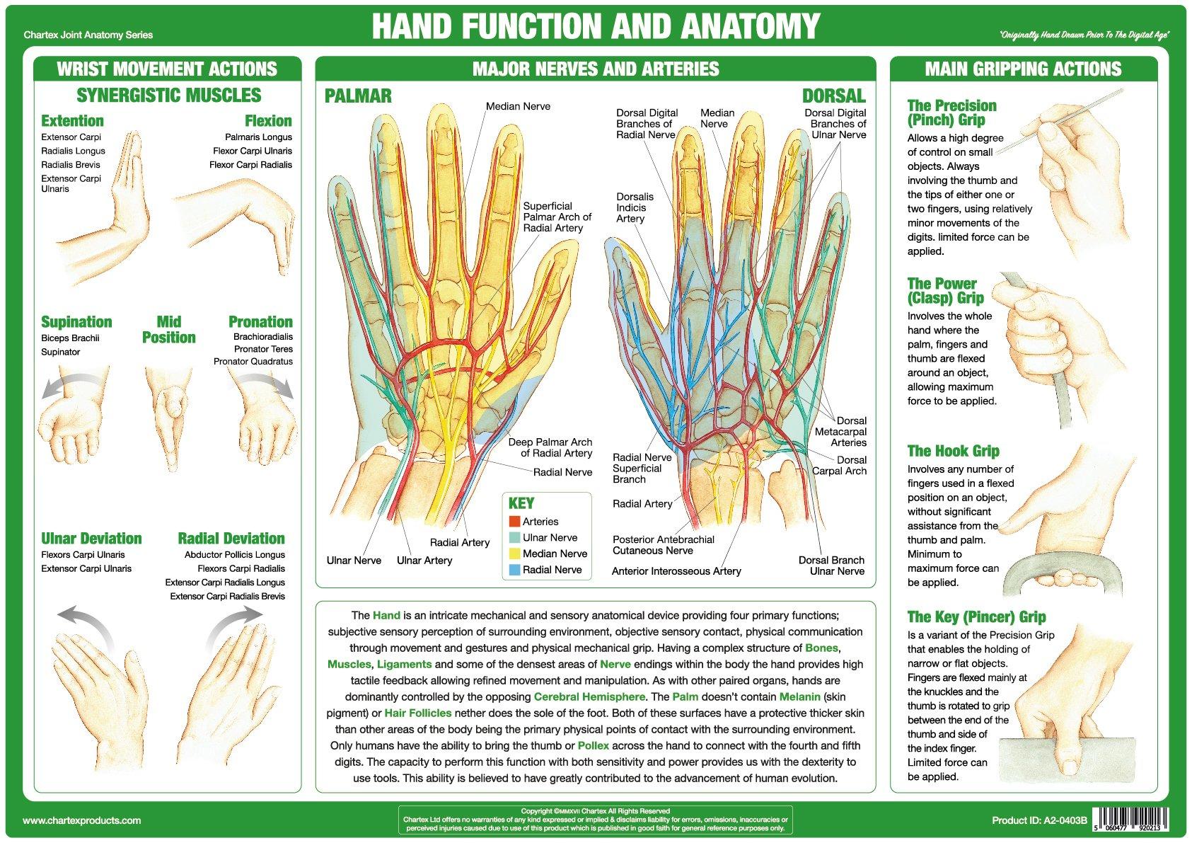 hand-function-and-anatomy-poster