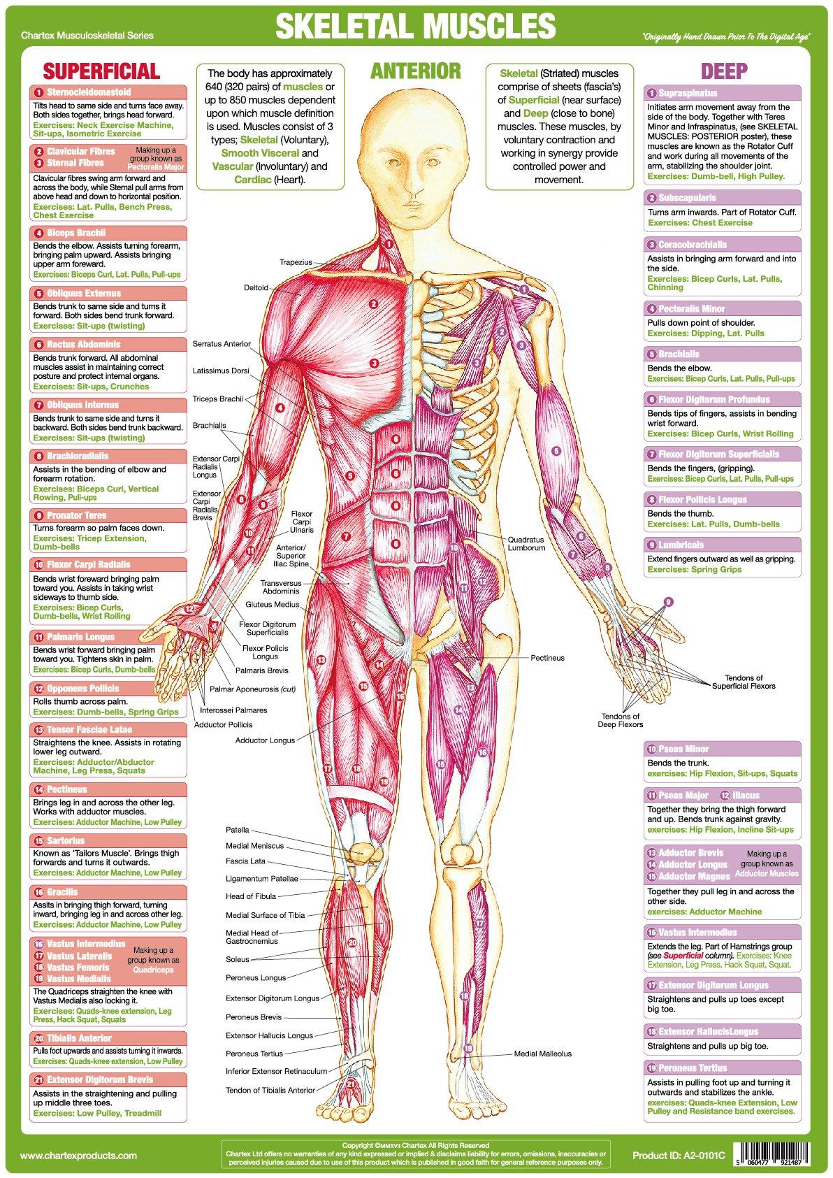 Muscle Anatomy Poster - Anterior