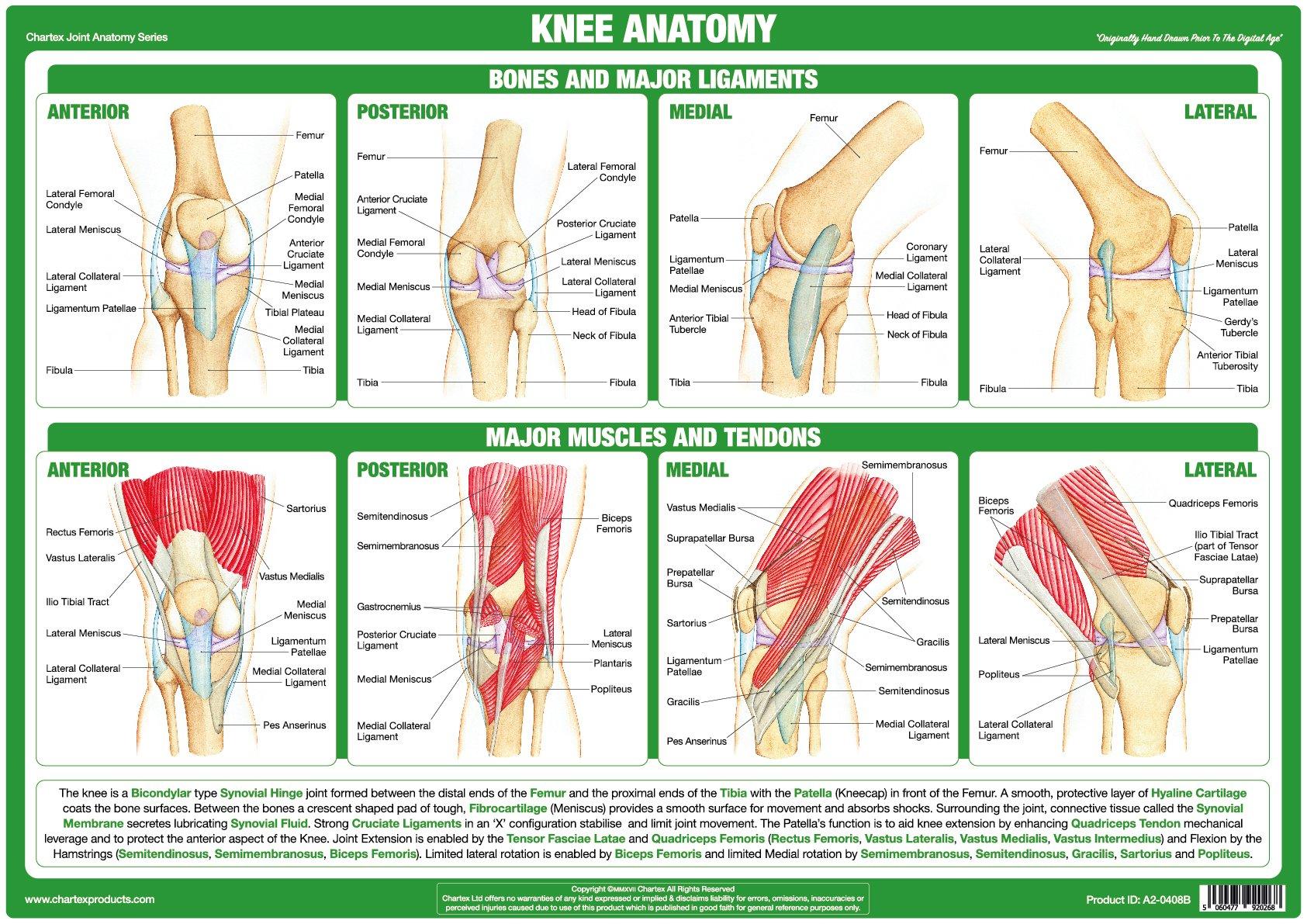 What Is Another Name For Your Knee Joint