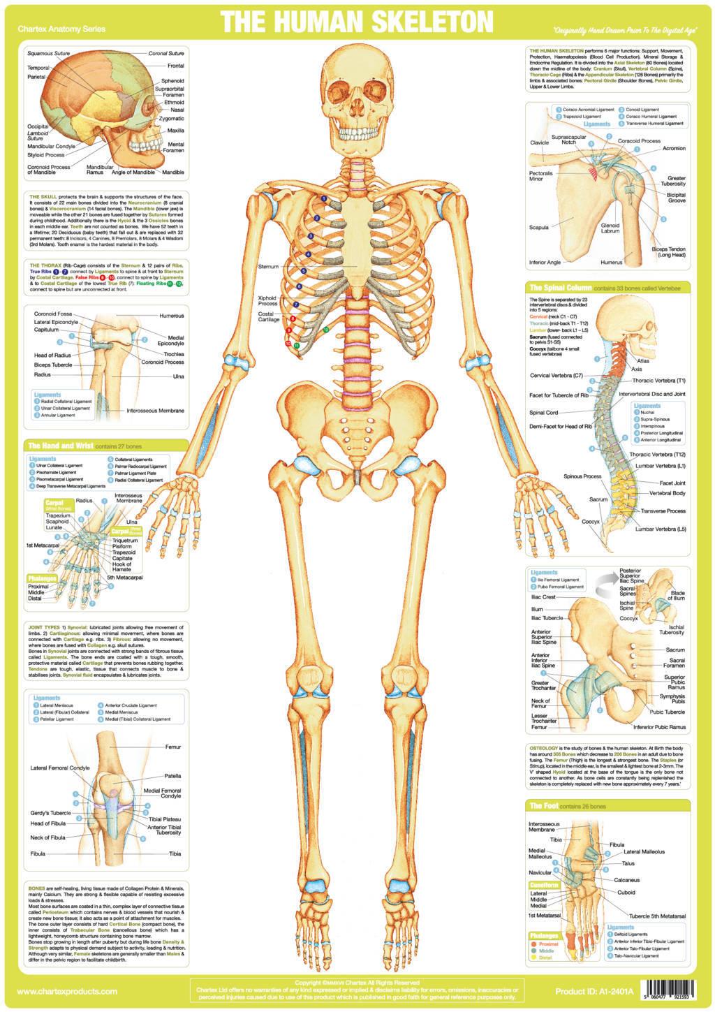 Human Anatomy Posters