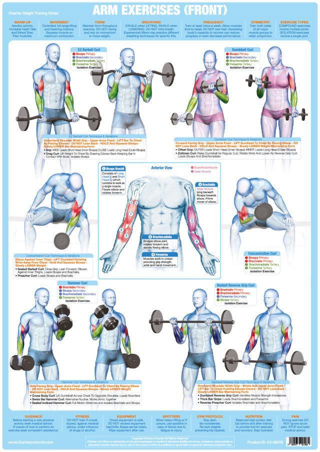 Weight Training Bodybuilding Exercise Poster - Biceps and Arm Muscles