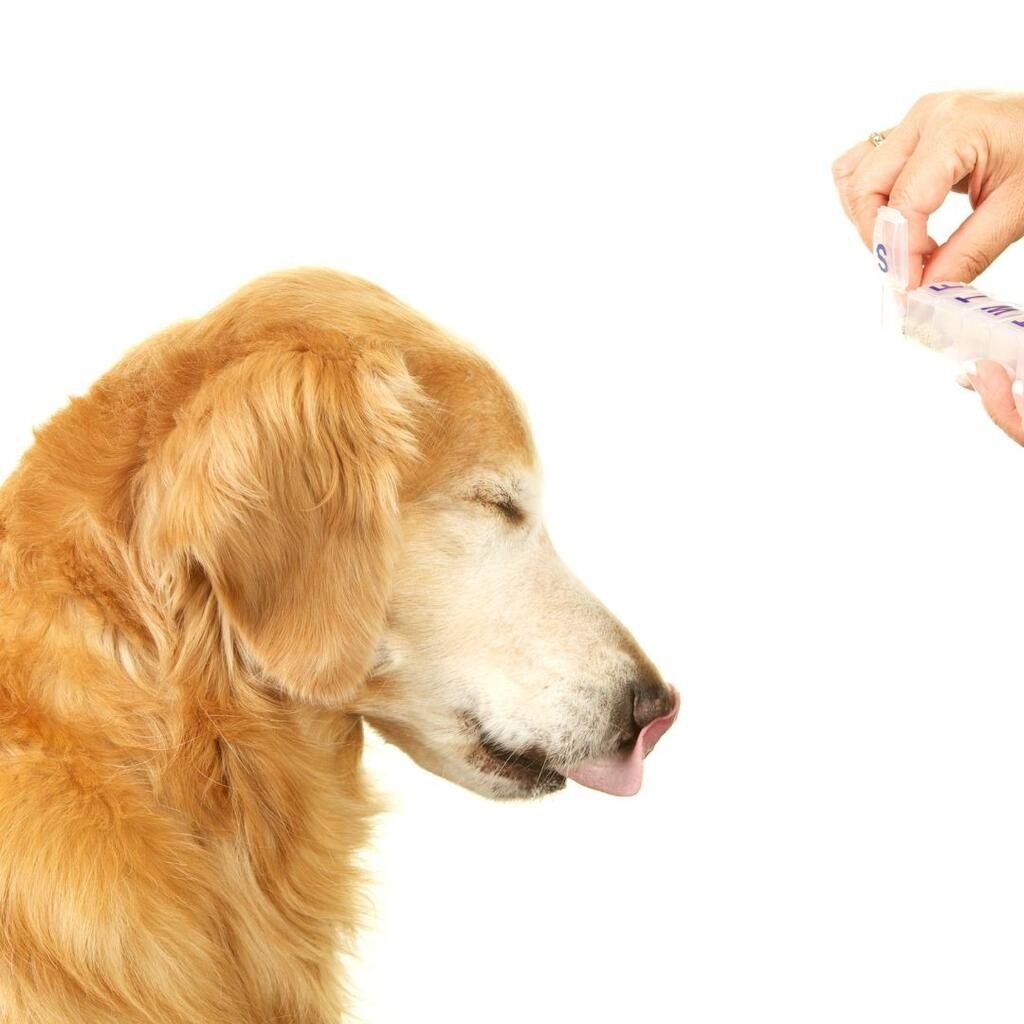 can-i-buy-prescription-pet-medicine-on-amazon