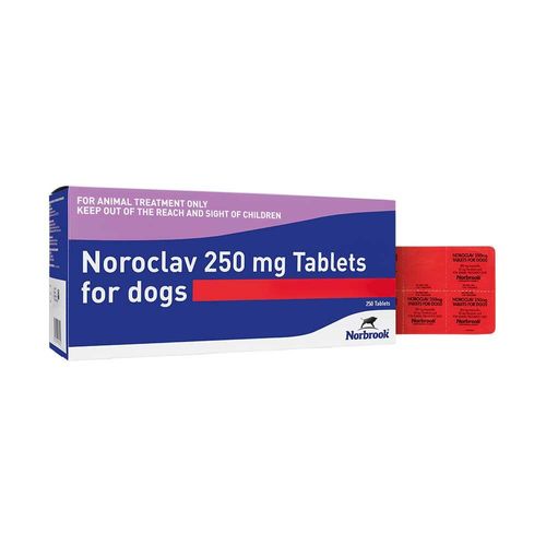 Noroclav Tablets 250mg Blister Pack of