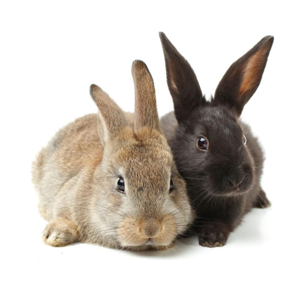 Improving Rabbit Welfare Housing Rabbits in Pairs and Its Impact Dr