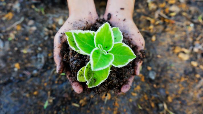 Biodegradable vs Compostable