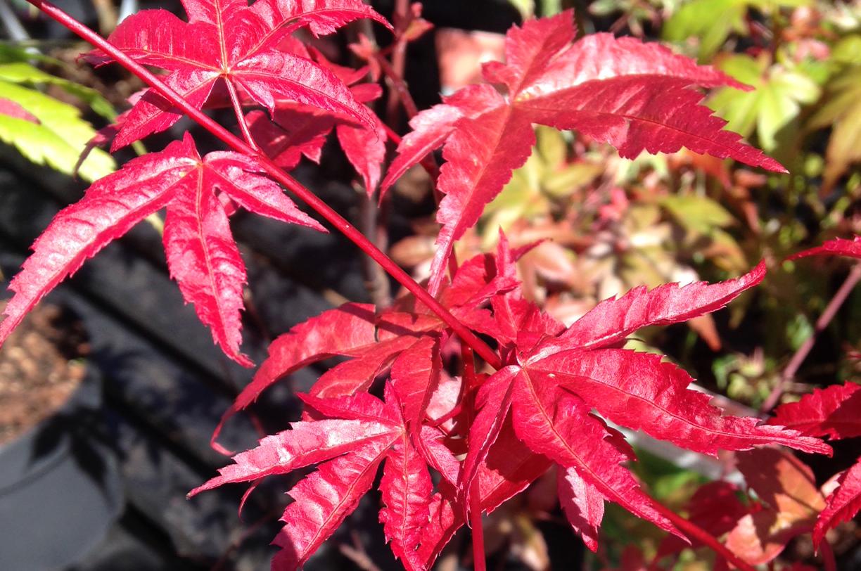 Acer palmatum 'Beni maiko'