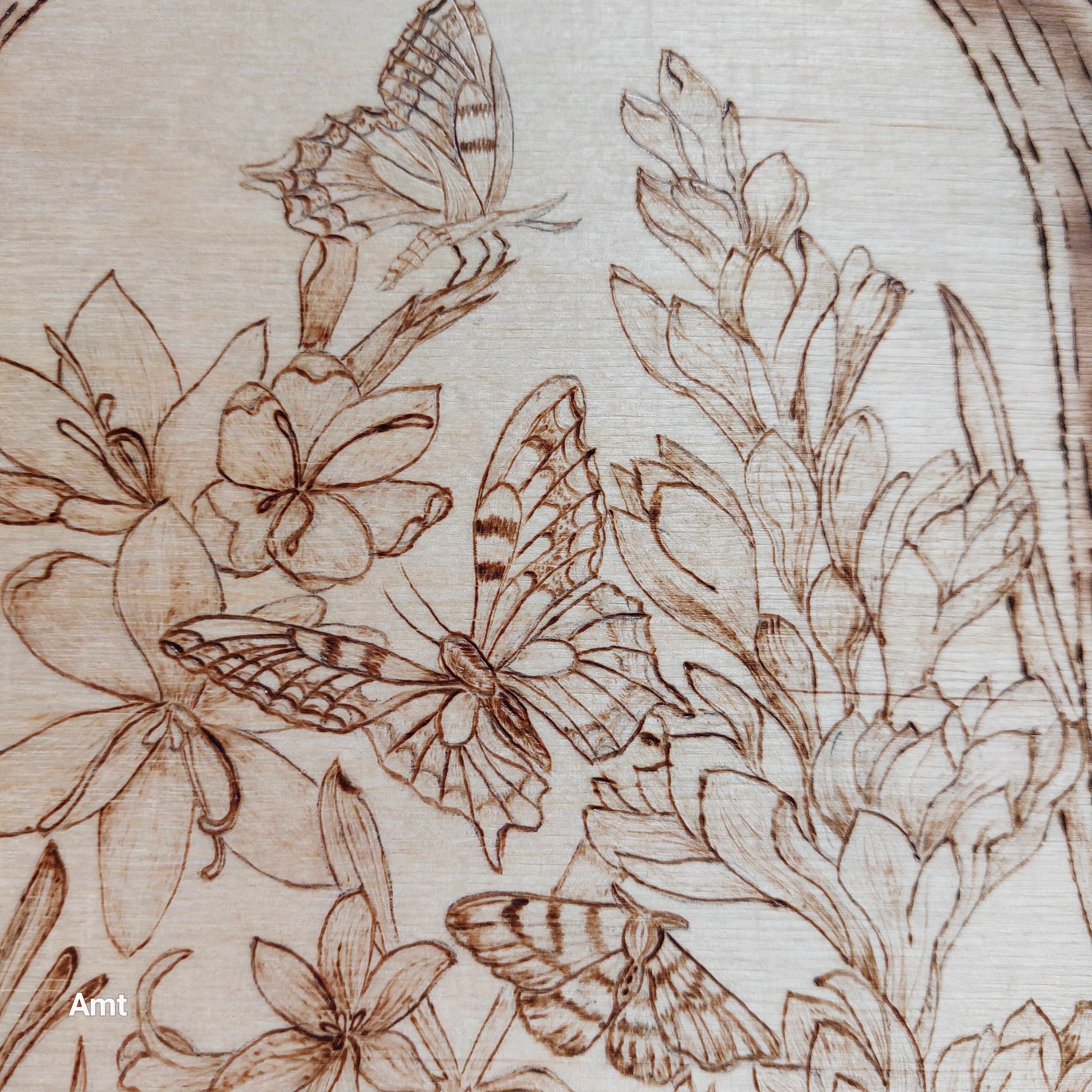 Close up of butterlies