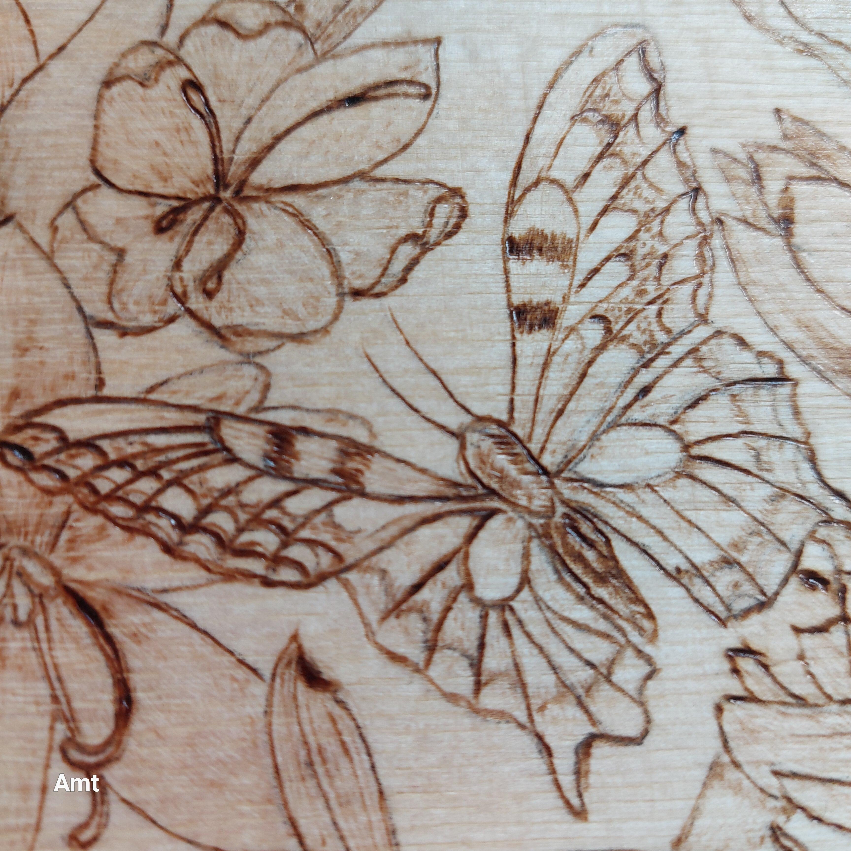 Close up of butterlies