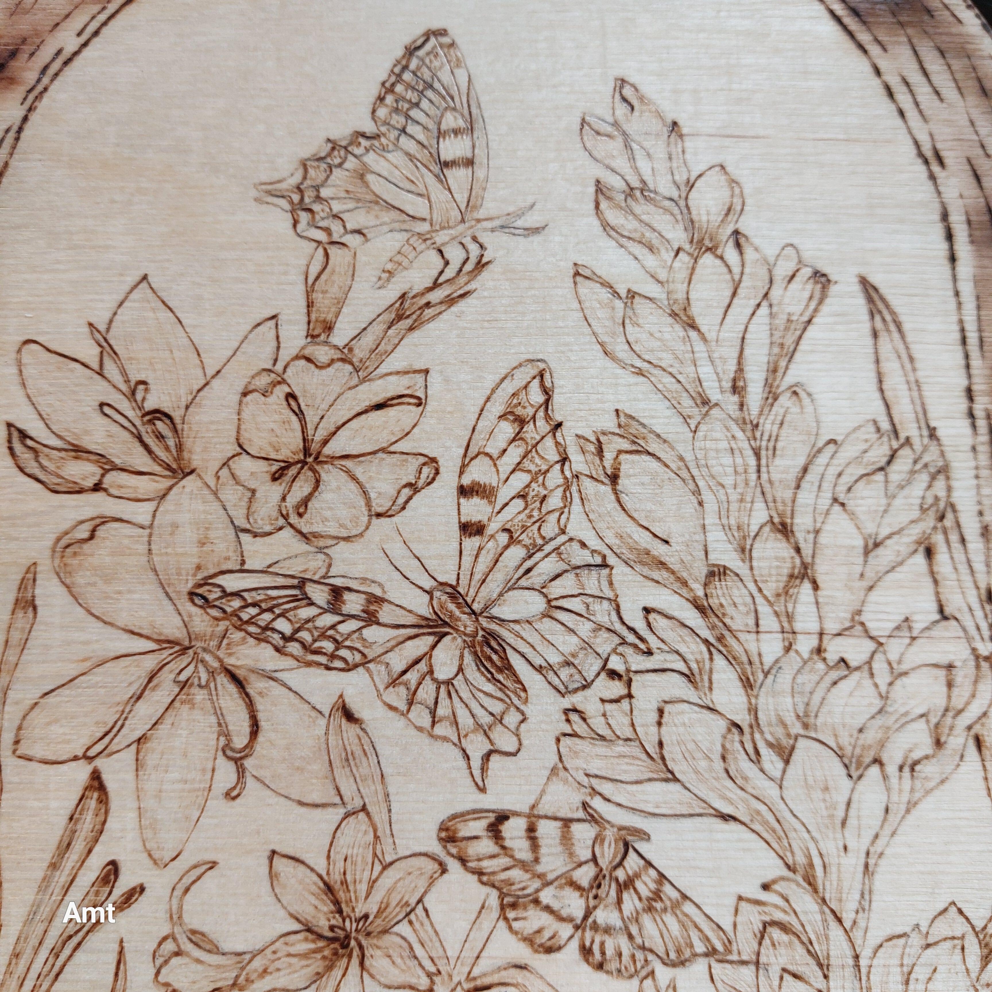 Close up of butterlies