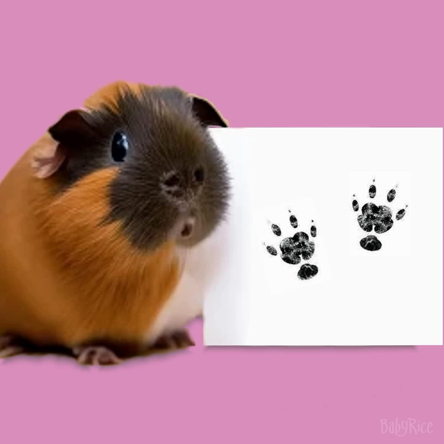 Guinea Pig Paw prints Kit Inkless pawprints