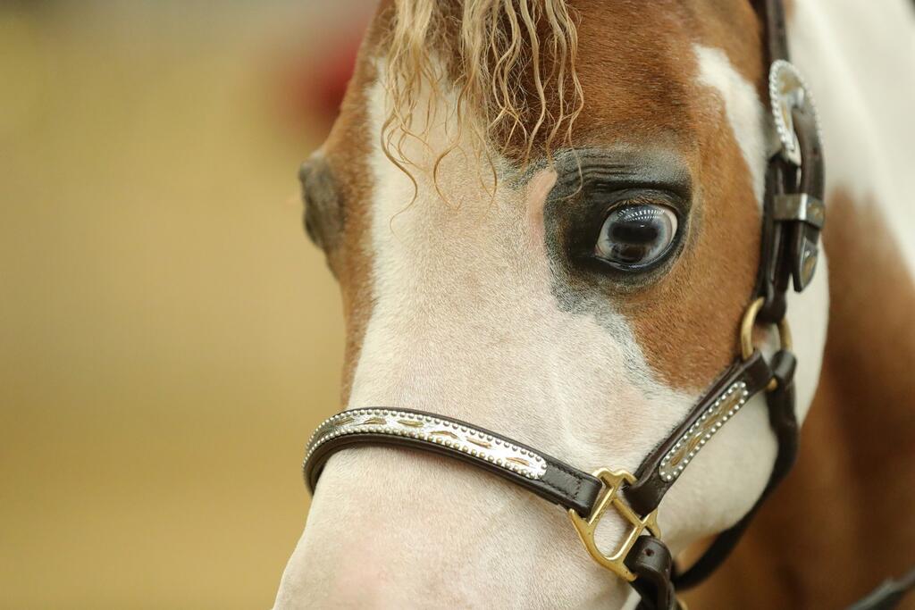 Tiny Hooves, Big Dreams: Getting Your Miniature Horse Show-Ready This Season