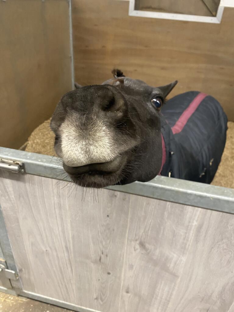 Winter hydration and care tips for miniature horses