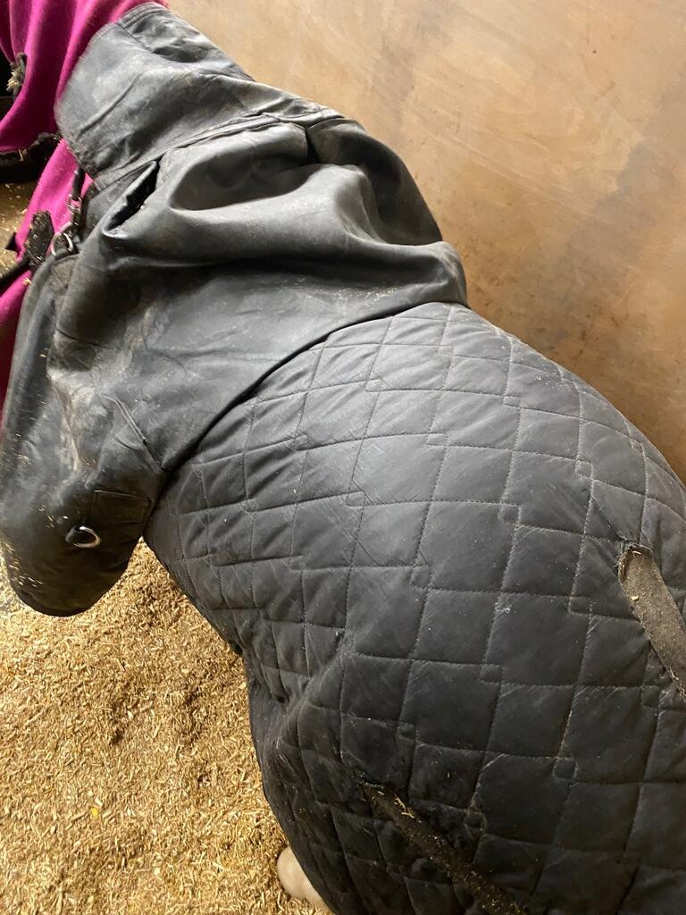 Why Creating Layers Is Important When Rugging Miniature Horses