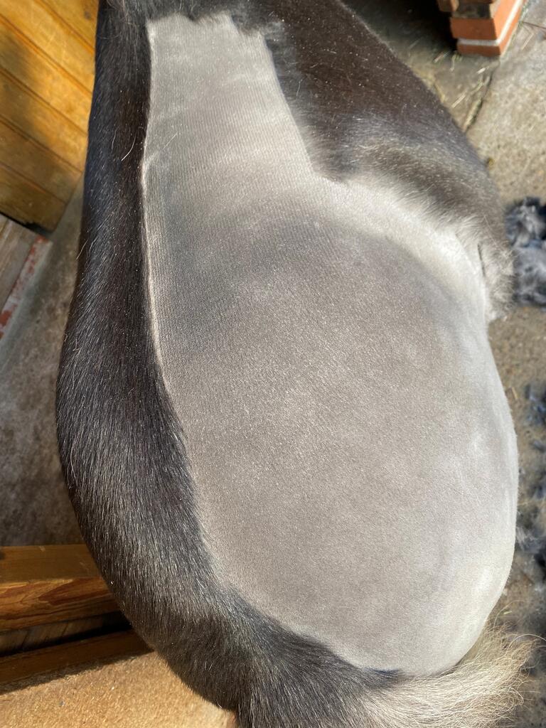 Winter Grooming Tips for a Happy, Healthy Horse