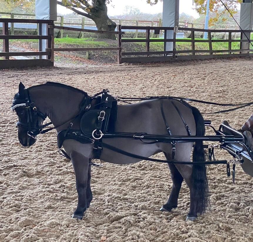 Clipping Your Miniature Horse’s Winter Coat: Barn-Friendly Tips for a Smooth Job