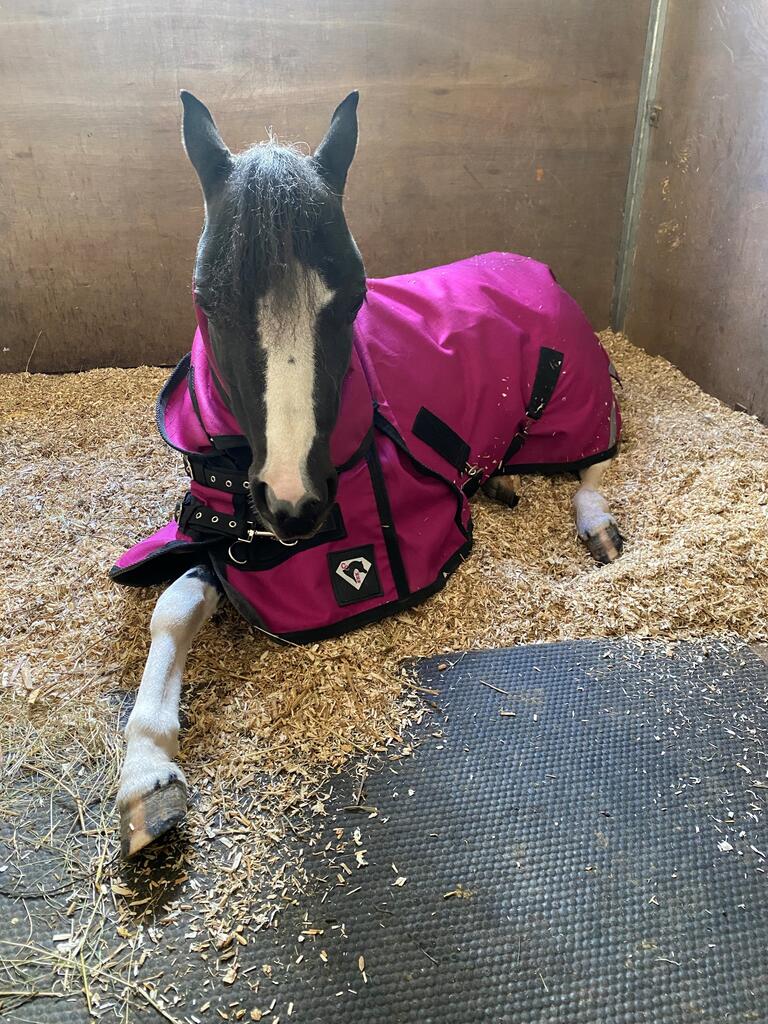 Rugging Clipped Miniature Horses in Winter: Why It’s Essential for Comfort and Health
