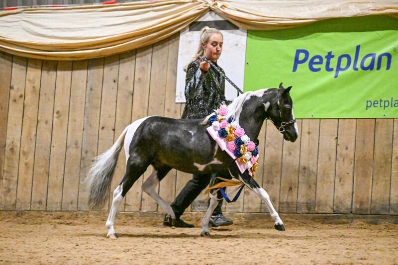 The Not-So-Mini Cost of Owning Miniature Horses