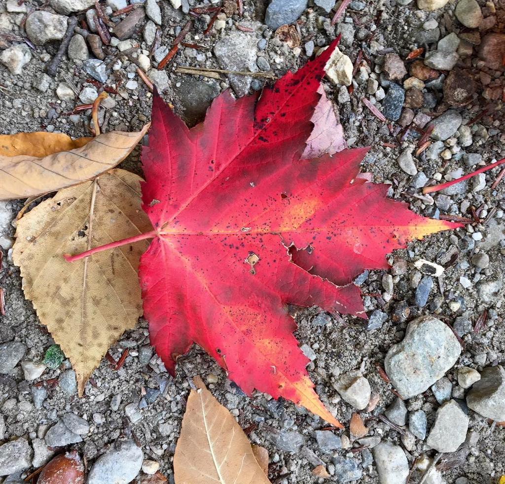 Welcome to Autumn