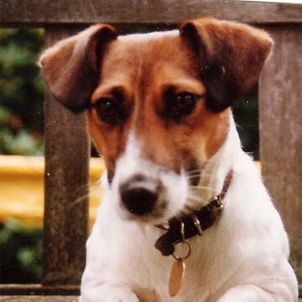 Meditation, the dog and the dentist