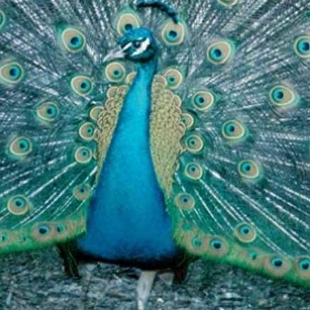You have been invited to the greatest party in the history of the universe - life on Planet Earth