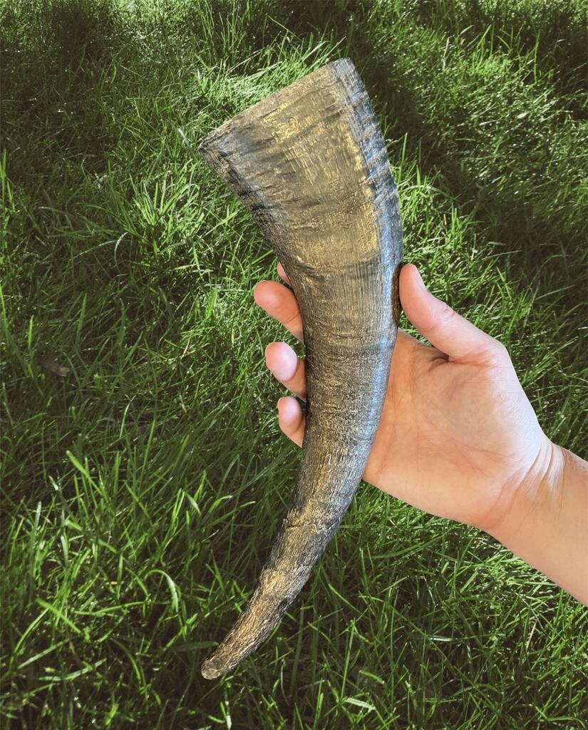 The Ultimate Guide to Buffalo Horns for Dogs Safe, LongLasting, and