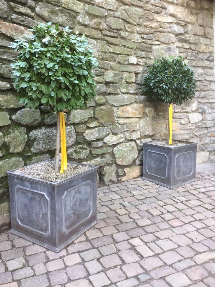 2 lead plant pots with bay trees standing against a stone wall back ground