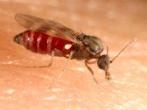 culicoides midge