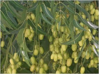 Neem oil as a repellent