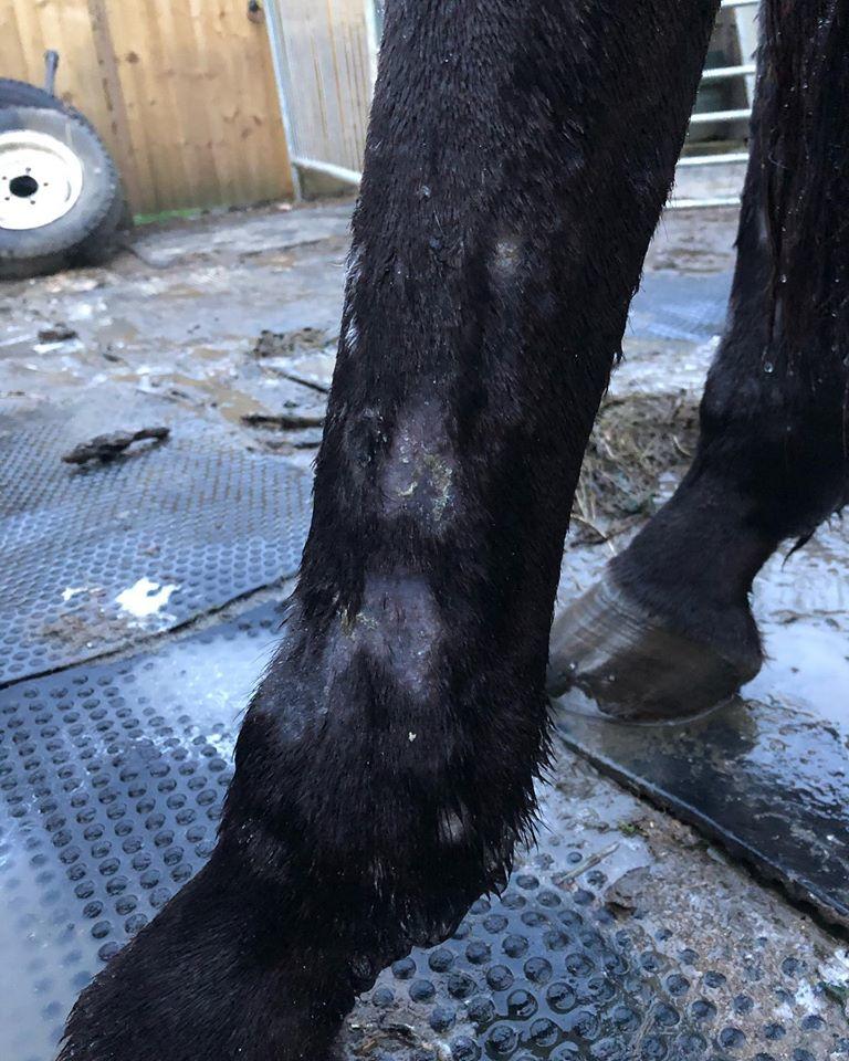 pastern dermatitis