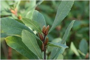 Bog myrtle oil as a repellent